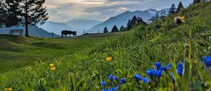 nahe der Alpe Stafelfeder