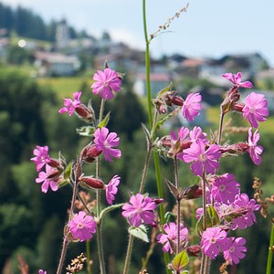 Überall Blumenwiesen um unseren Camping Grosswalsertal im Mai