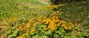 Herrliches Sumpfdotterblumenfeld unterhalb vom Camping