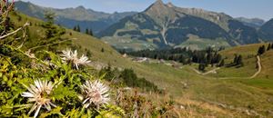 Wunderschöne Silberdisteln oberhalb der Alpe Steris