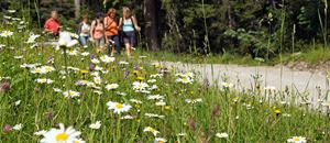 Blumenwiese in Sonntag-Stein