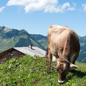Alpleben auf Unterpartnom Alpleben auf Unterpartnom