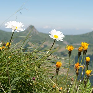 Blumenpracht beim Glatthorn in Faschina Blumenpracht beim Glatthorn in Faschina